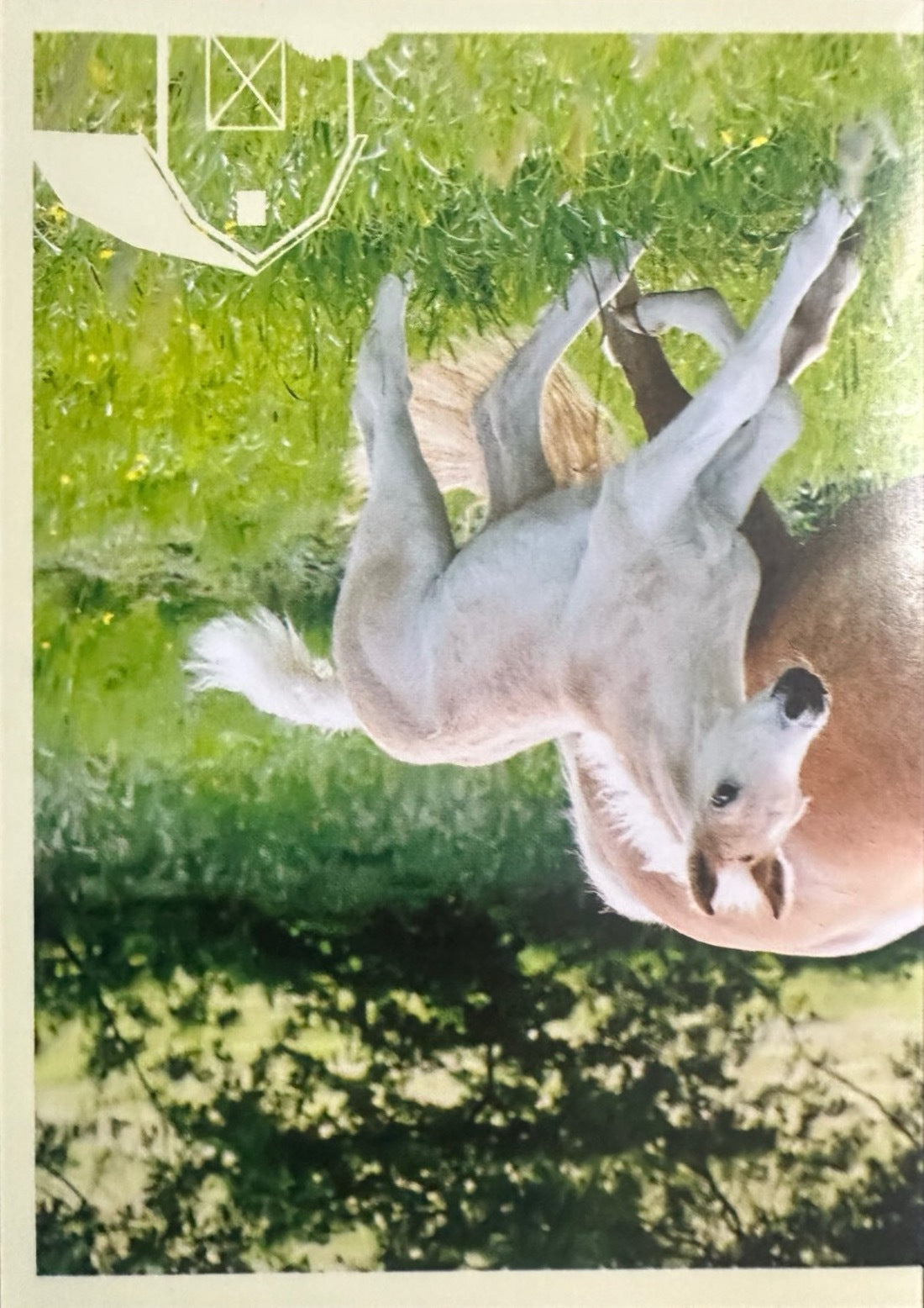 Panini Noi Animali L’unione fa la forza – Figurine singole a scelta 1-157 X1-X25