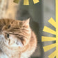 Panini Noi Animali L’unione fa la forza – Figurine singole a scelta 1-157 X1-X25