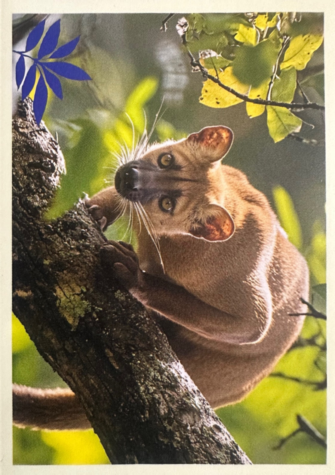 Panini Noi Animali L’unione fa la forza – Figurine singole a scelta 1-100