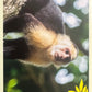 Panini Noi Animali L’unione fa la forza – Figurine singole a scelta 1-100