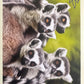 Panini Noi Animali L’unione fa la forza – Figurine singole a scelta 1-100