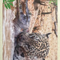 Panini Noi Animali L’unione fa la forza – Figurine singole a scelta 1-100