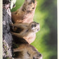 Panini Noi Animali L’unione fa la forza – Figurine singole a scelta 1-100