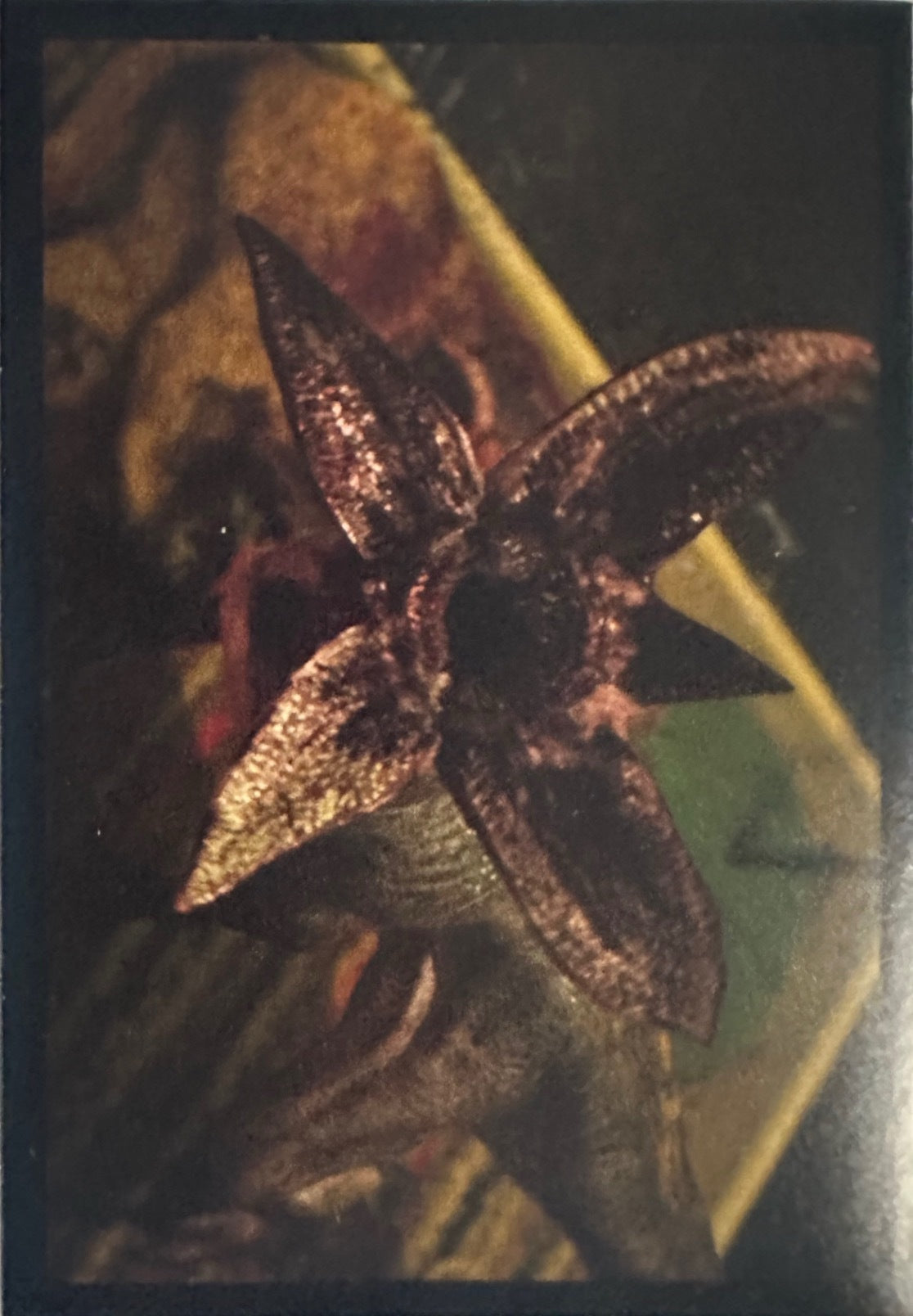 Stranger Things Panini Netflix 2025 - Figurine a Scelta 1-192 P1-P8